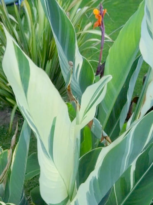 Canna 'Stuttgart'