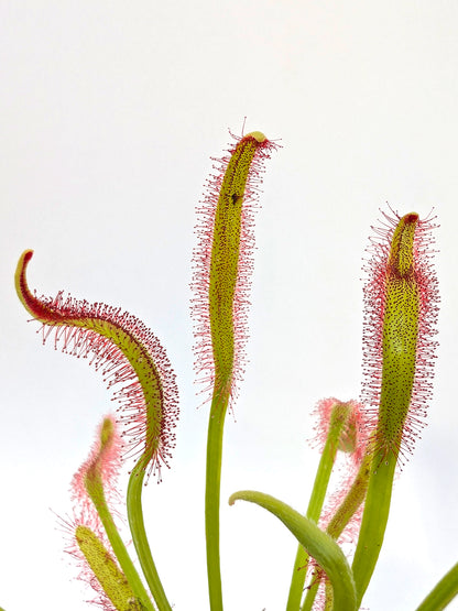 Drosera capensis "Kali" Large Size