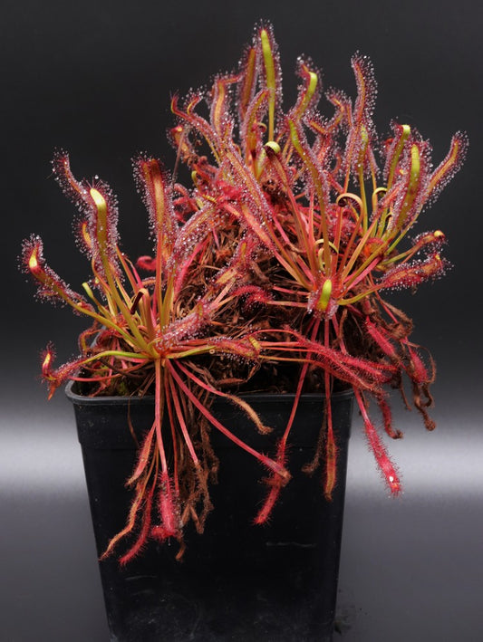 FRISCHE SAMEN von DROSERA CAPENSIS „ALL RED“