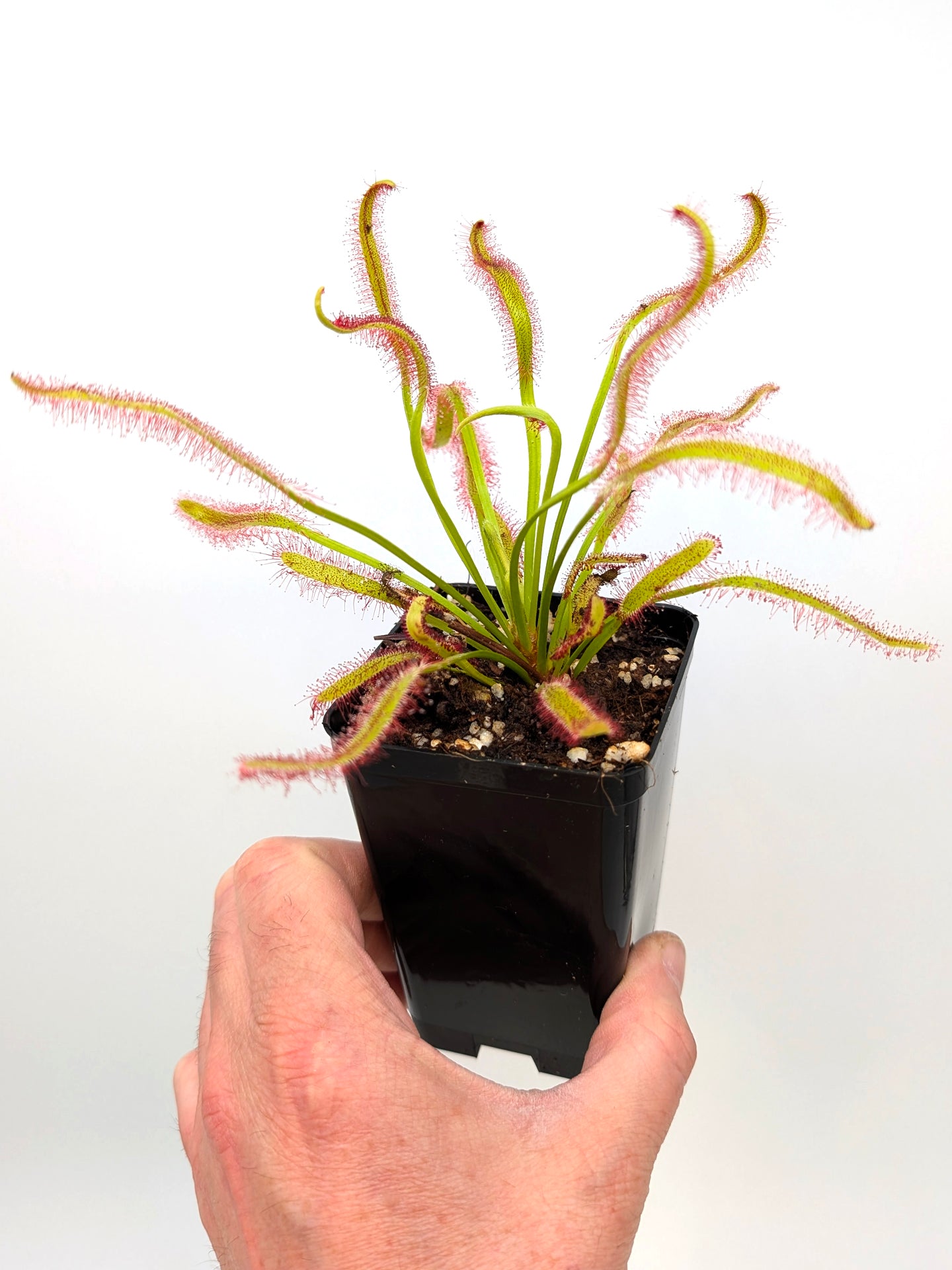 Drosera capensis 