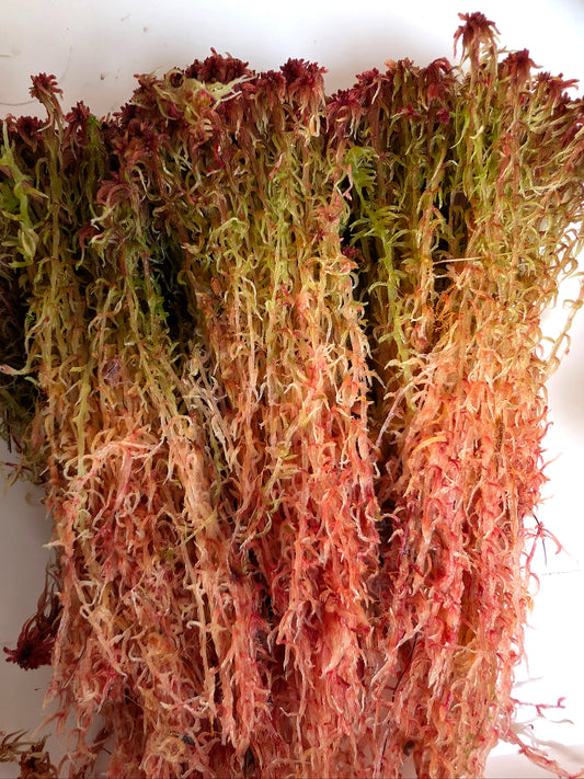 Lebendes Torfmoos: Sphagnum capillifolium (Nordeuropäische Form)