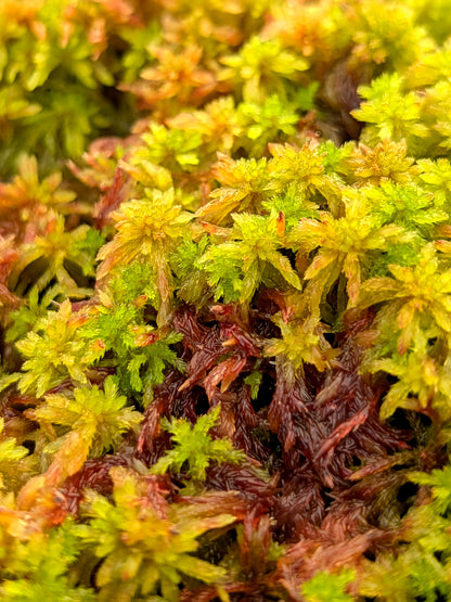 Live sphagnum: Sphagnum capillifolium Alpine form CLONE 2