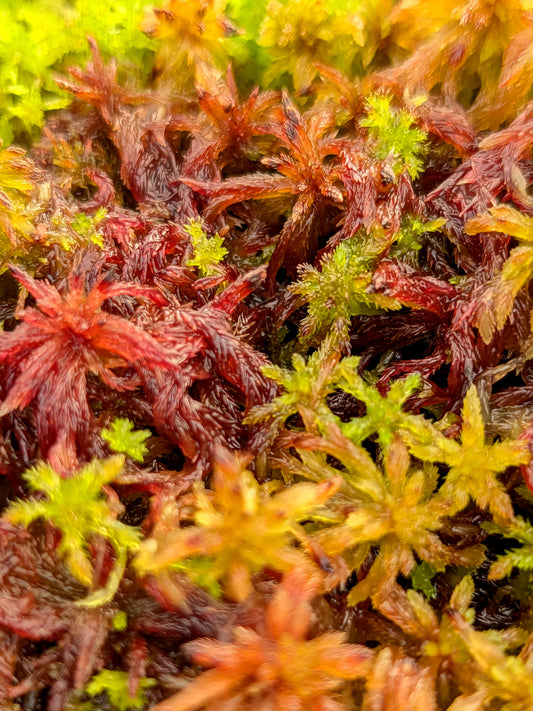 Lebendes Torfmoos: Sphagnum capillifolium Alpenform  KLON 2