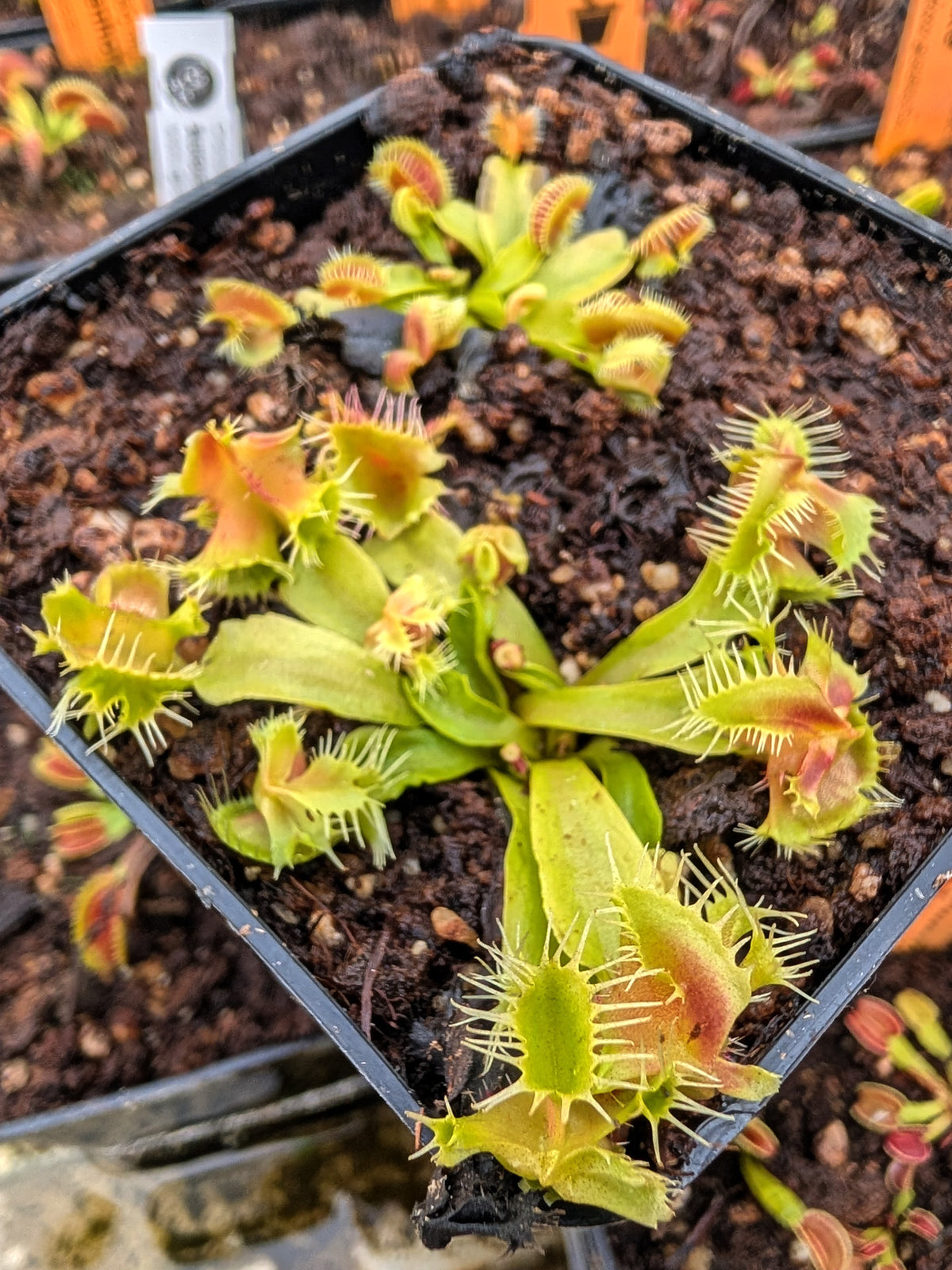 Dionaea muscipula  Aufgeben