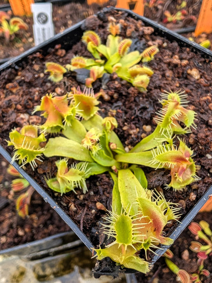 Dionaea muscipula  Aufgeben