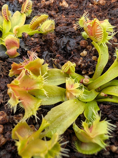Dionaea muscipula  Aufgeben