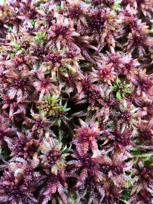 Sfagno vivo : Sphagnum centrale Alpine Form