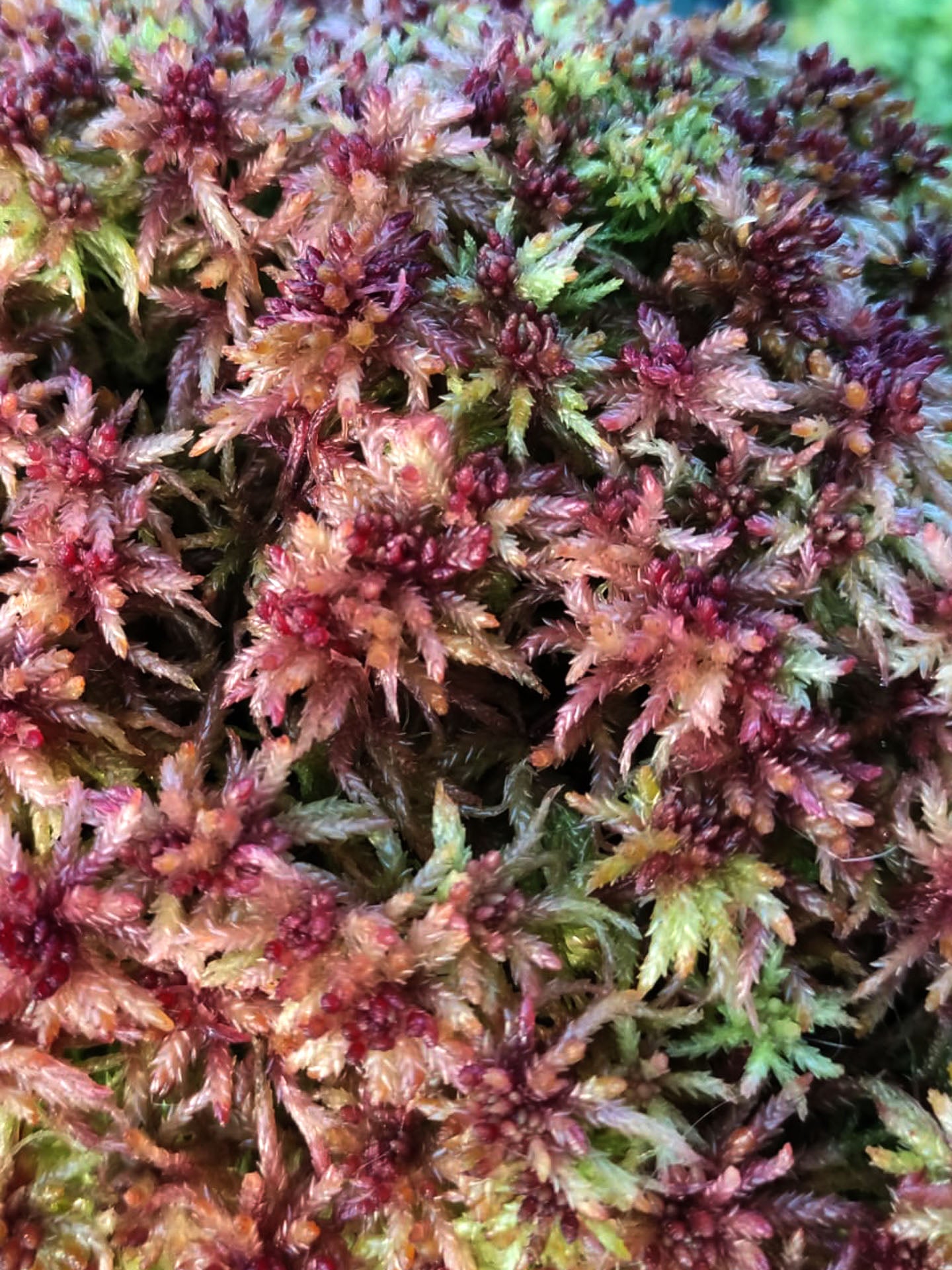 Sfagno vivo : Sphagnum centrale Alpine Form