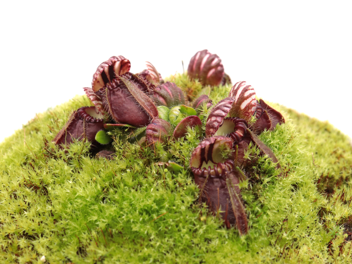 Cephalotus follicularis "OG Black"