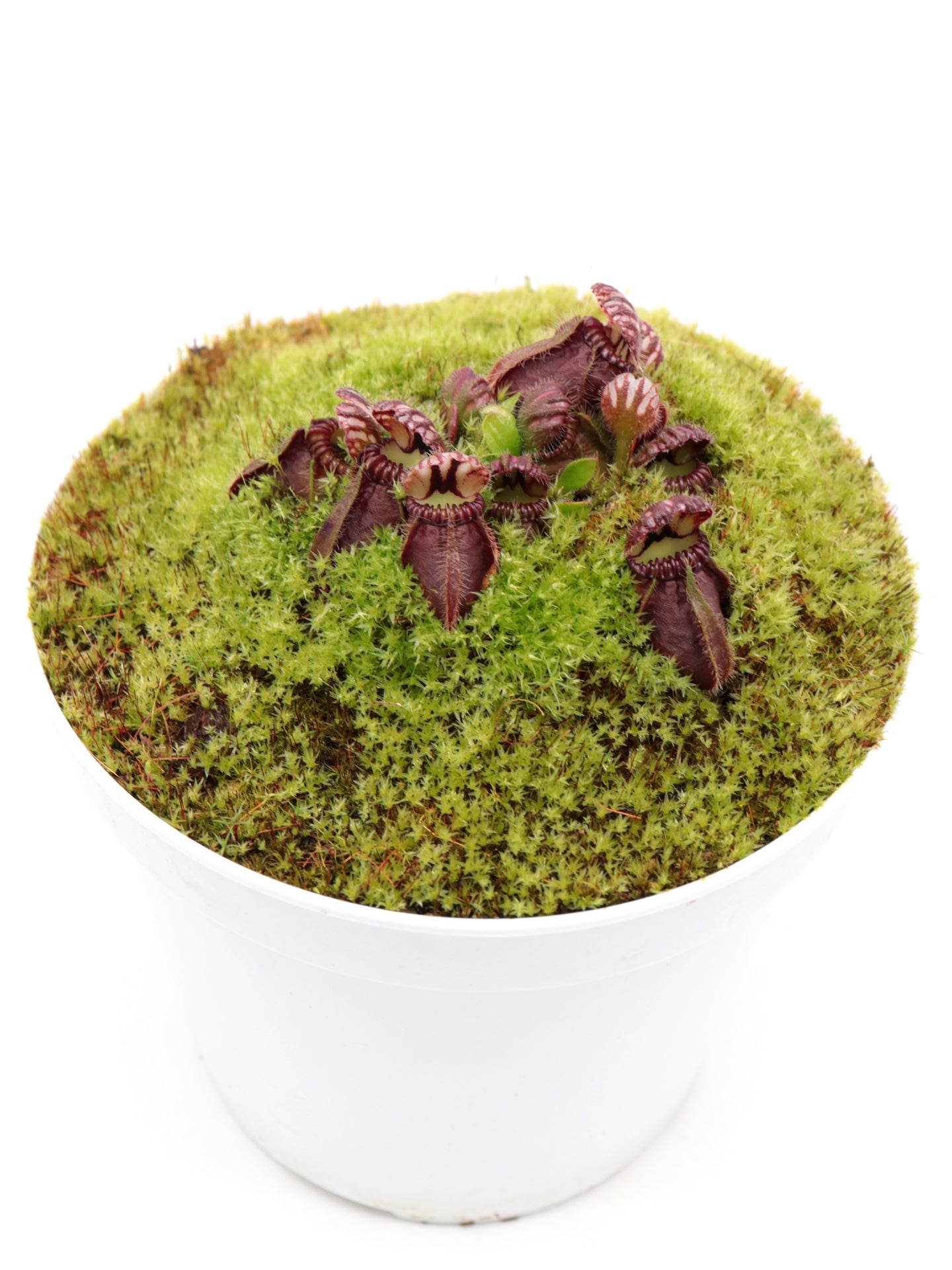 Cephalotus follicularis "OG Black"