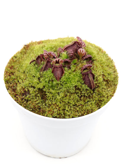 Cephalotus follicularis "OG Black"