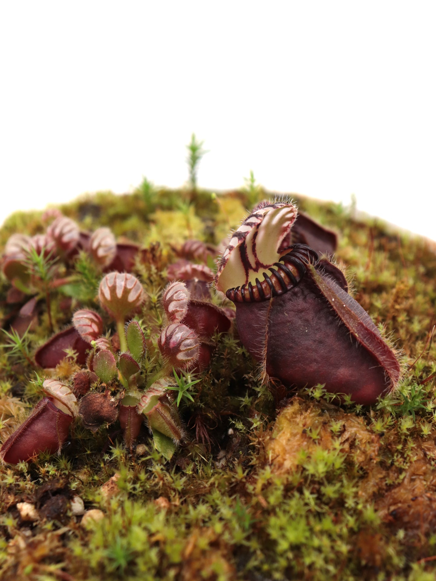 Cephalotus follicularis 'Botanischer Garten Prag'
