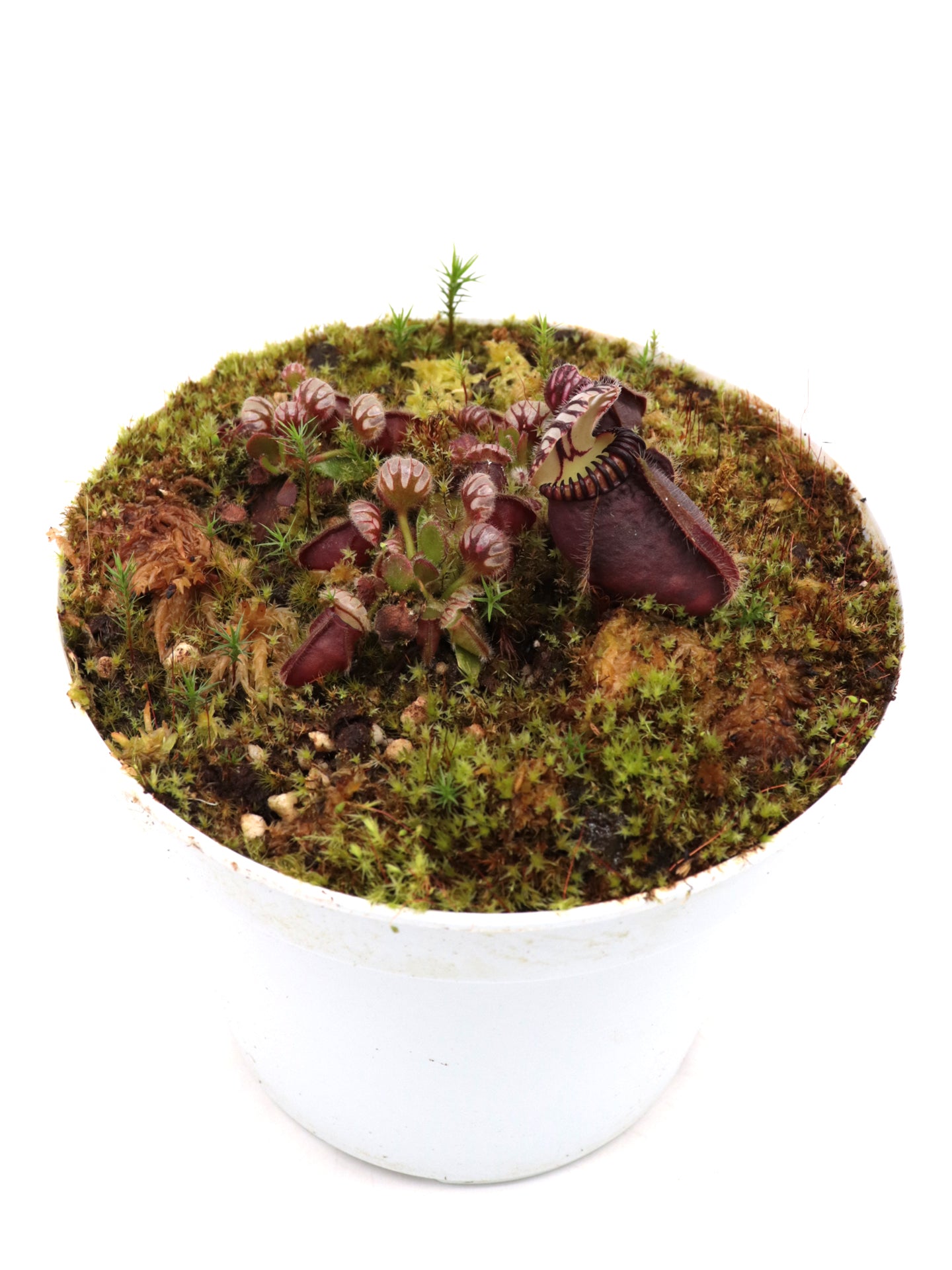 Cephalotus follicularis 'Botanischer Garten Prag'