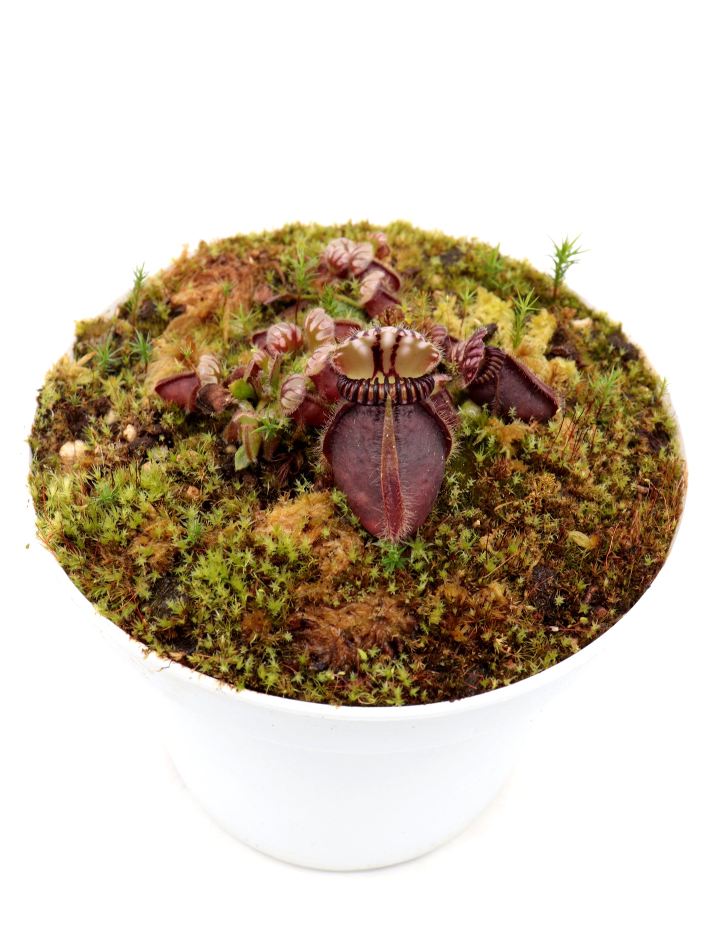 Cephalotus follicularis 'Botanischer Garten Prag'