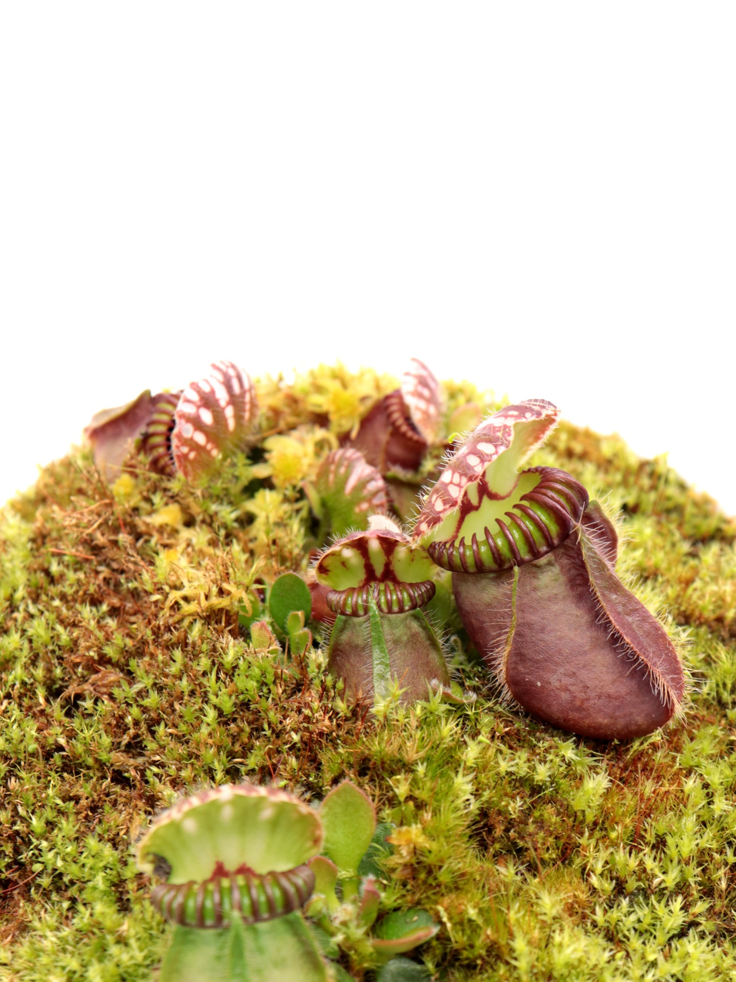 Cephalotus follicularis  "Klaus Keller"  Ex True Giant