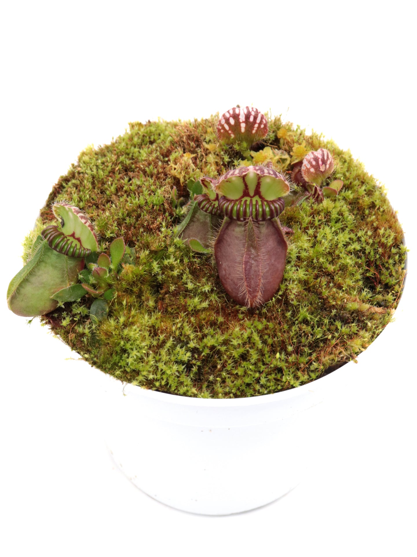 Cephalotus follicularis  "Klaus Keller"  Ex True Giant