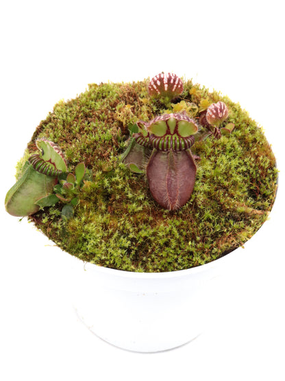 Cephalotus follicularis  "Klaus Keller"  Ex True Giant