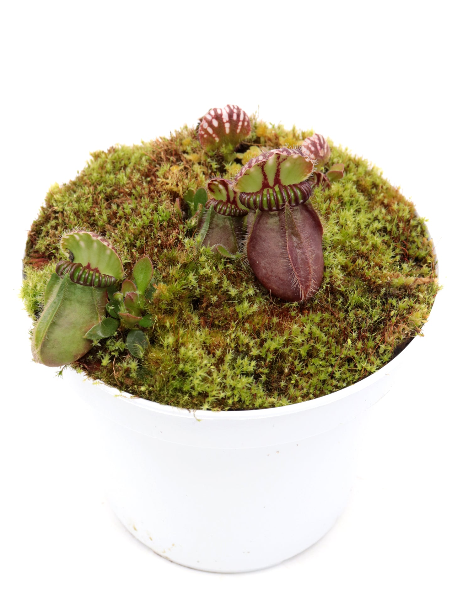Cephalotus follicularis  "Klaus Keller"  Ex True Giant