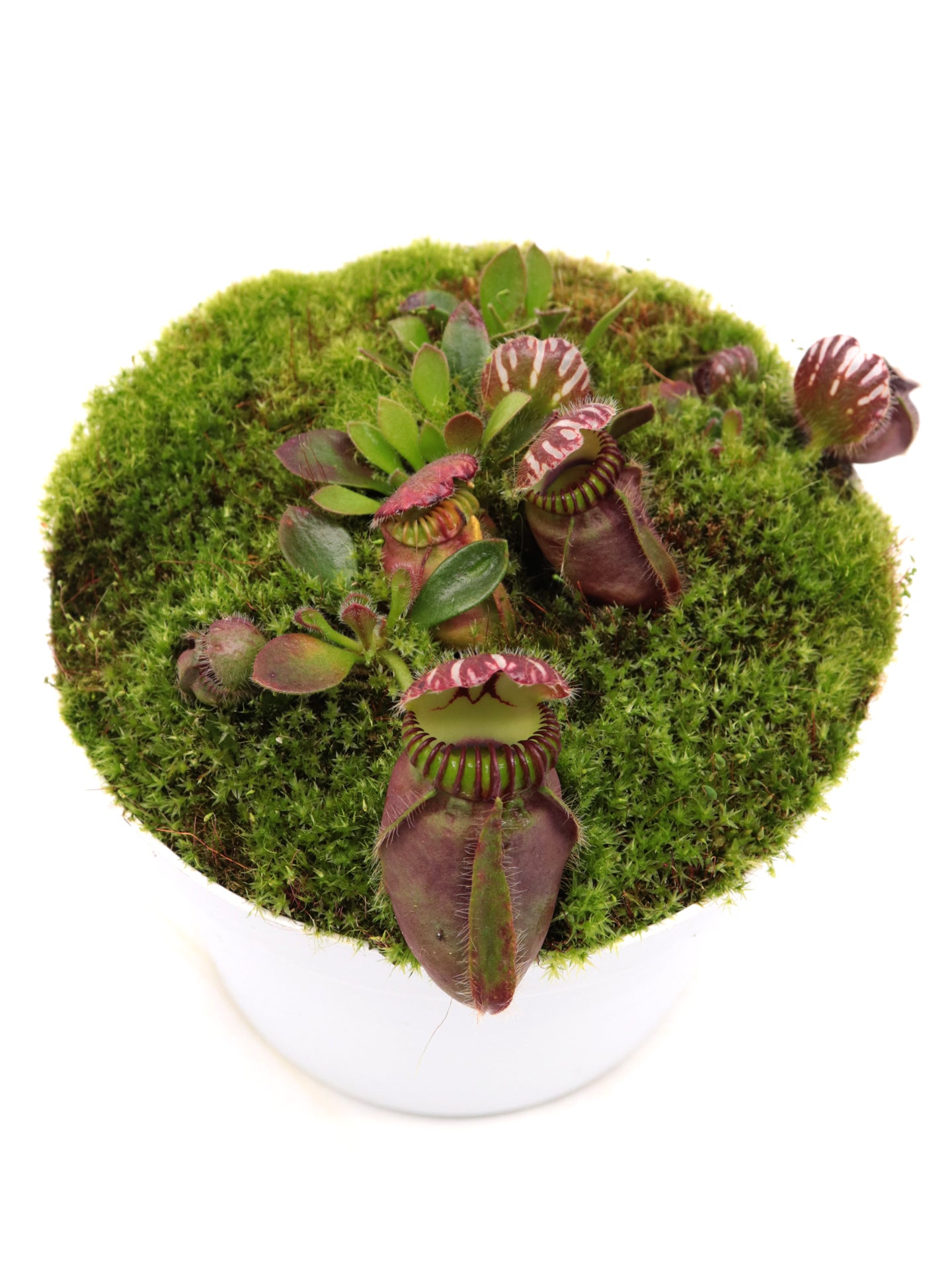 Cephalotus follicularis „Münchner Riese“