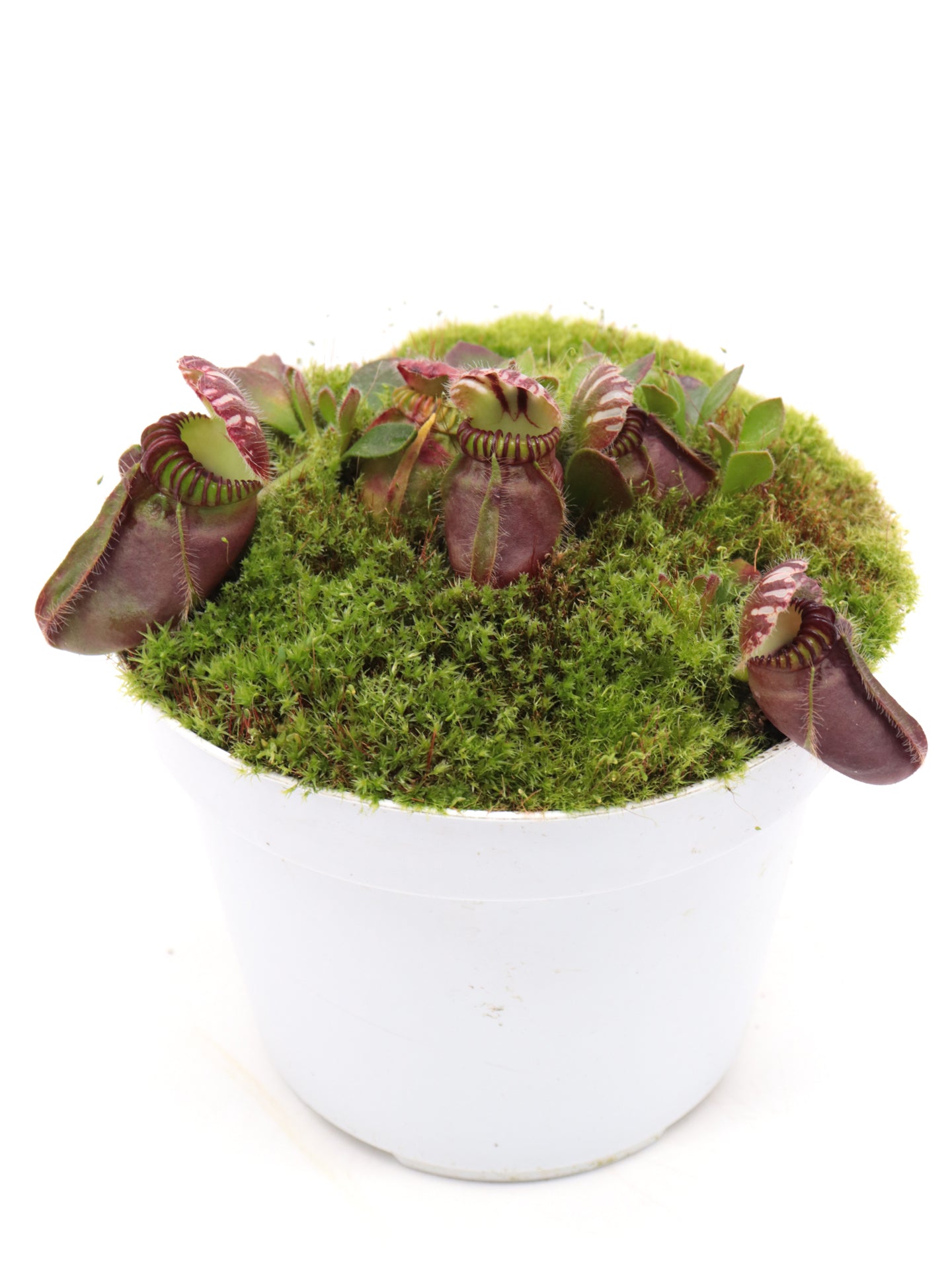 Cephalotus follicularis „Münchner Riese“