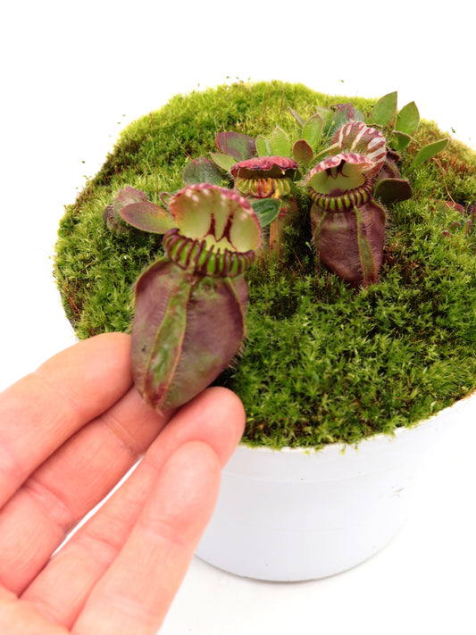 Cephalotus follicularis  "Munich Giant"