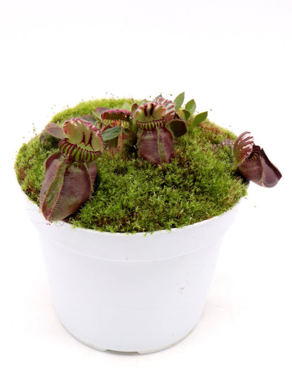 Cephalotus follicularis „Münchner Riese“