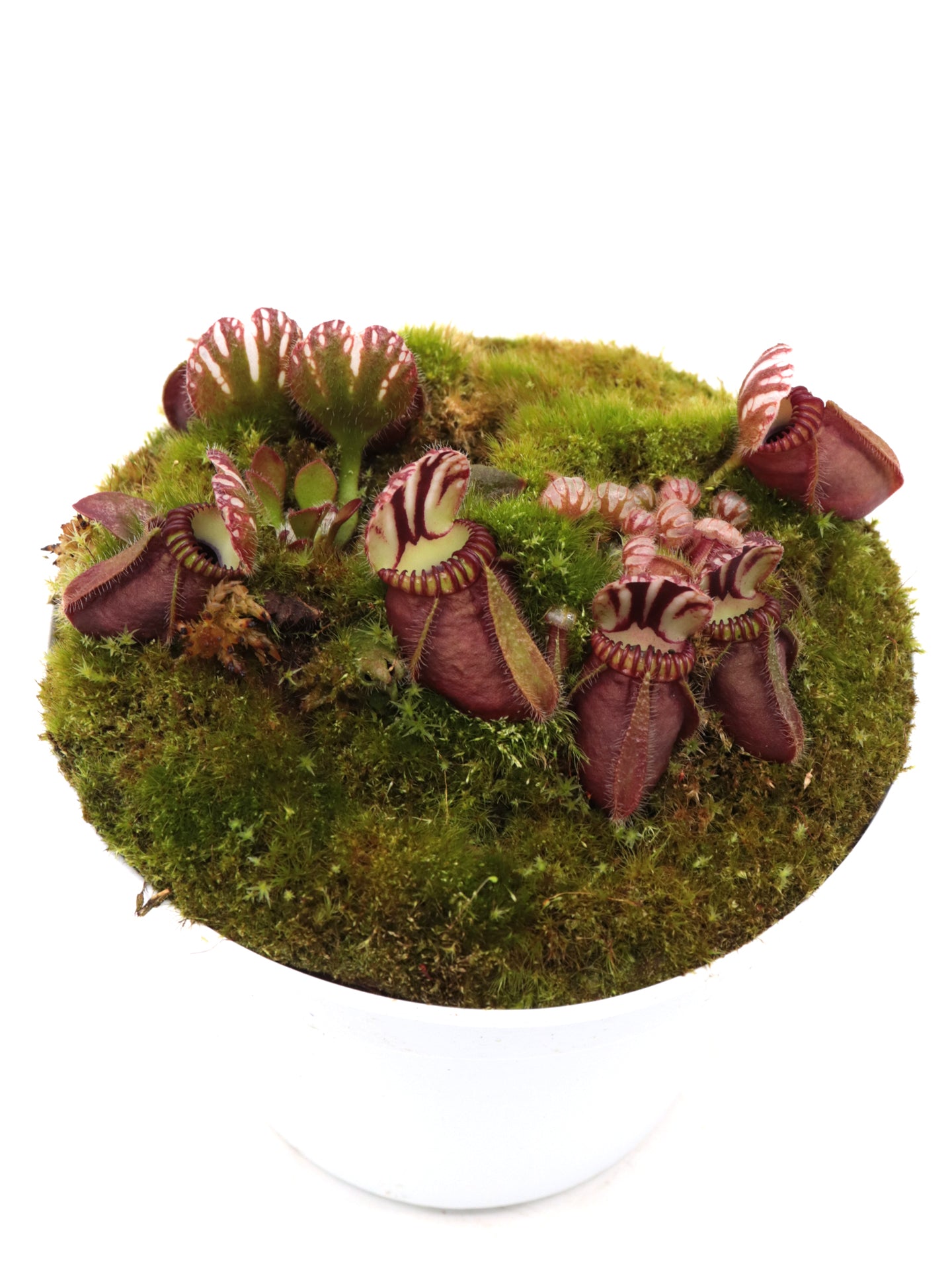 Cephalotus follicularis "SNW Red"