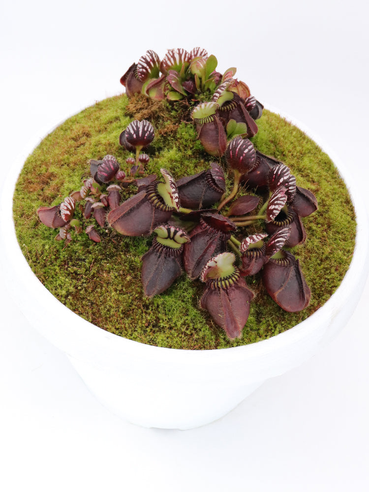 Cephalotus follicularis  'Big Boy'