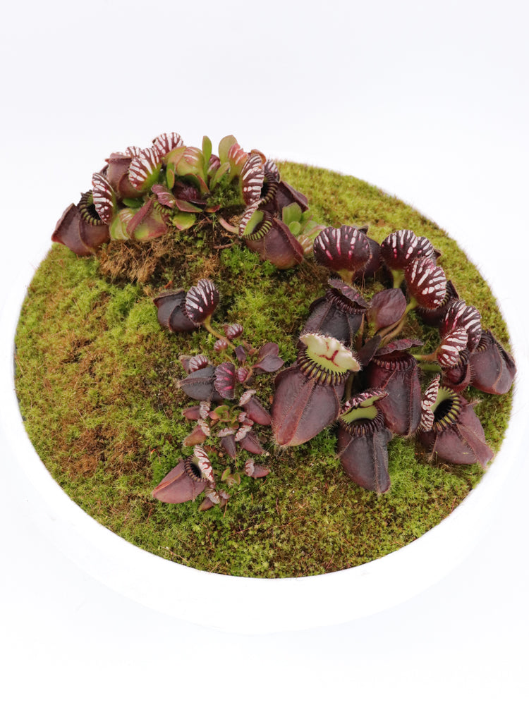Cephalotus follicularis  'Big Boy'
