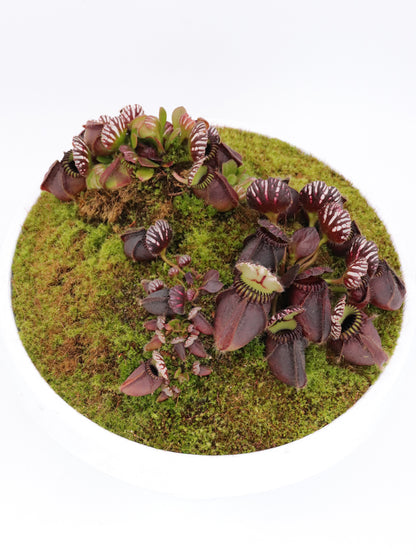 Cephalotus follicularis  'Big Boy'