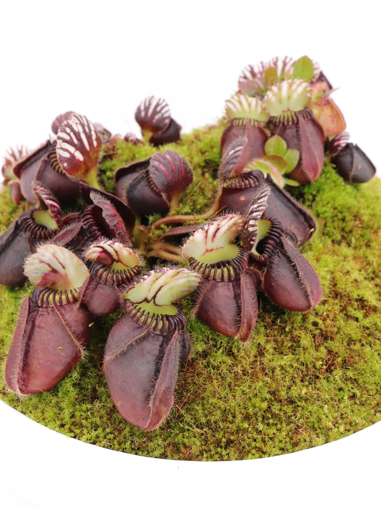 Cephalotus follicularis  'Big Boy'