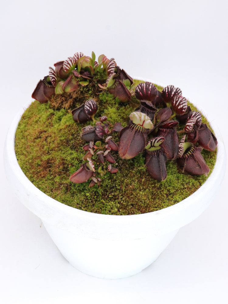 Cephalotus follicularis  'Big Boy'