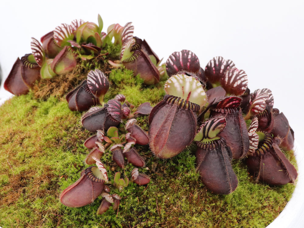 Cephalotus follicularis  'Big Boy'