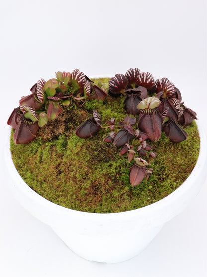 Cephalotus follicularis  'Big Boy'