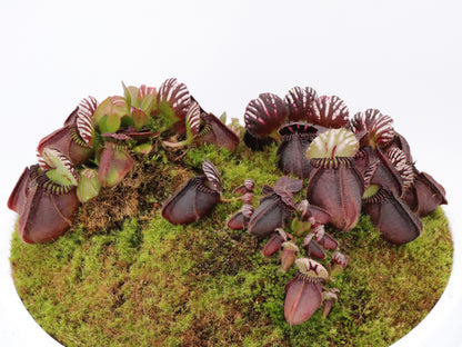 Cephalotus follicularis  'Big Boy'