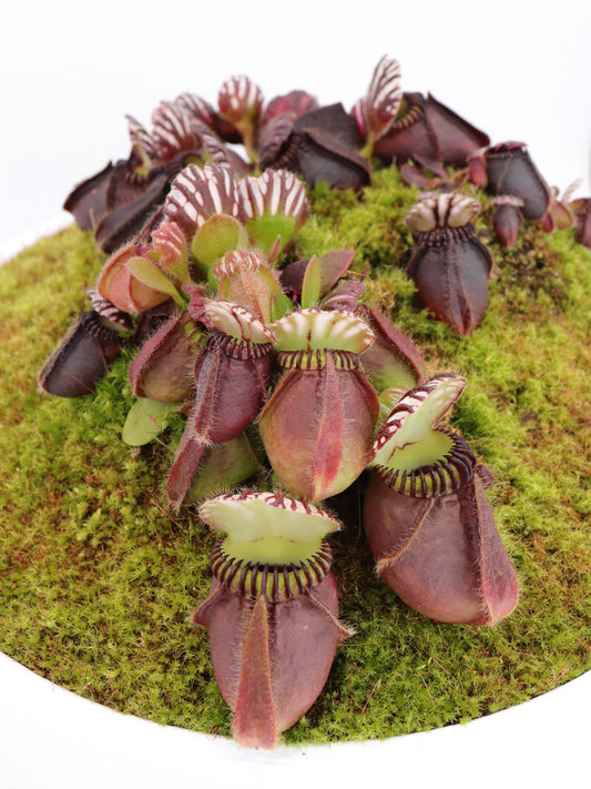 Cephalotus follicularis  'Big Boy'  Fred Green