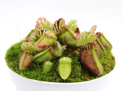 Cephalotus follicularis  Coal Mine Beach, AU