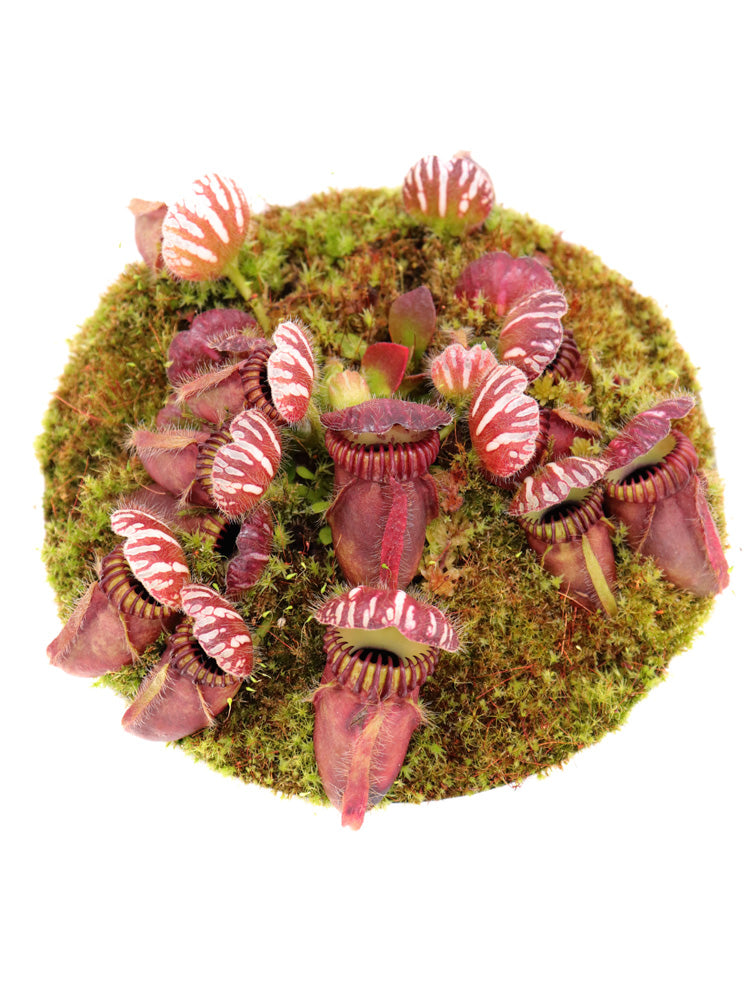 Cephalotus follicularis  Coal Mine Beach, AU