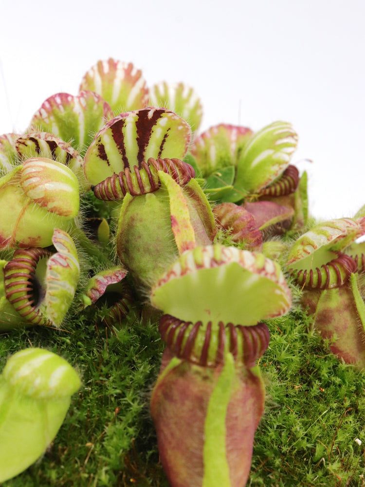 Cephalotus follicularis  Coal Mine Beach, AU