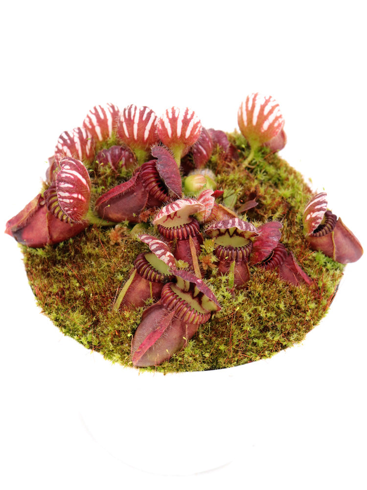 Cephalotus follicularis  Coal Mine Beach, AU