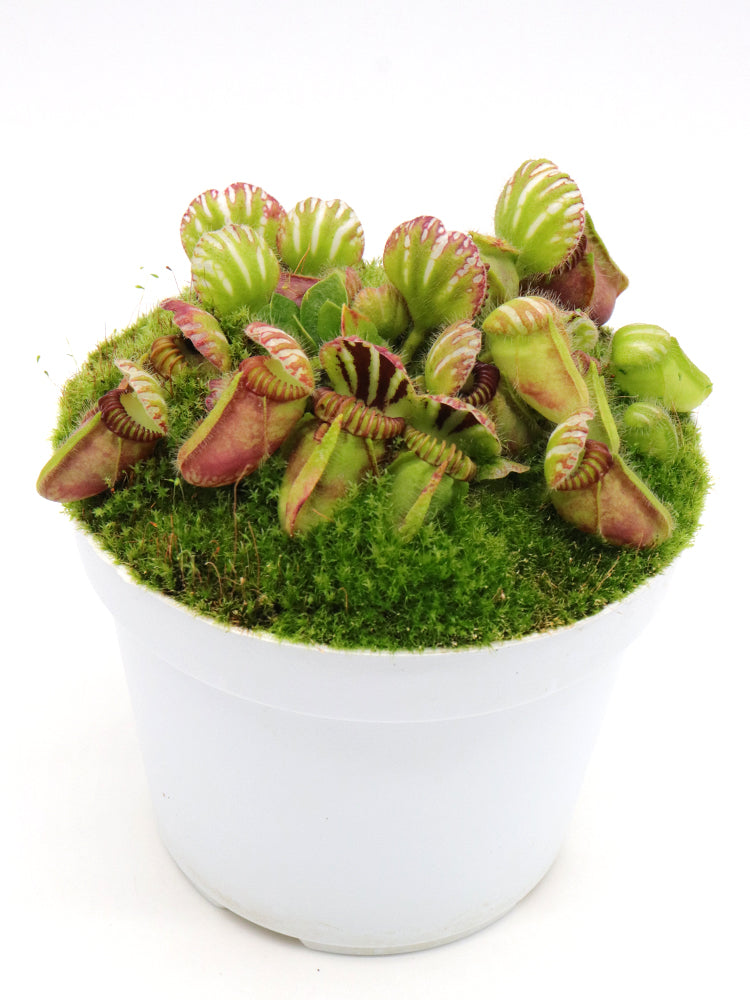 Cephalotus follicularis  Coal Mine Beach, AU