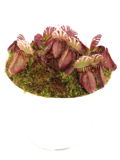 Cephalotus follicularis  Coal Mine Beach, AU