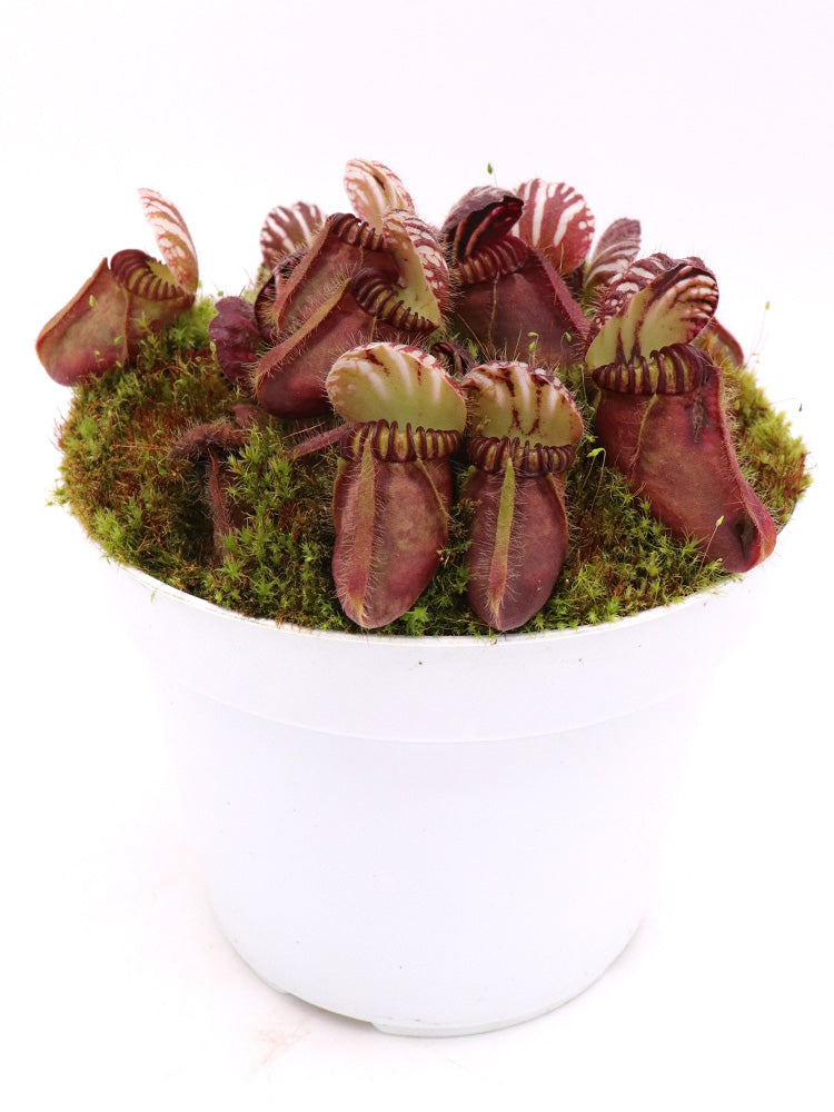 Cephalotus follicularis  Coal Mine Beach, AU