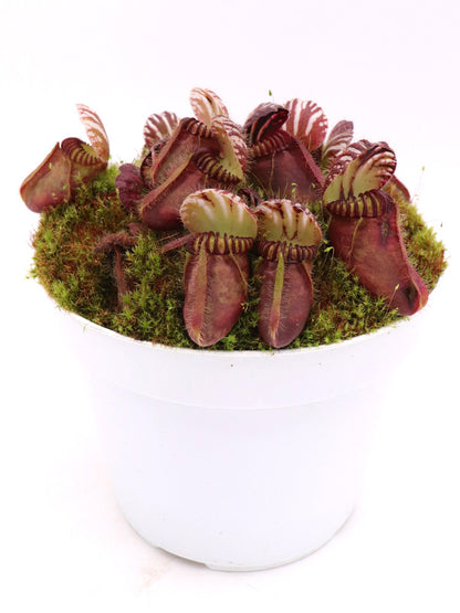 Cephalotus follicularis  Coal Mine Beach, AU