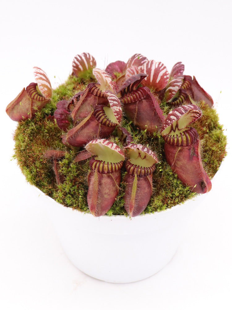 Cephalotus follicularis  Coal Mine Beach, AU