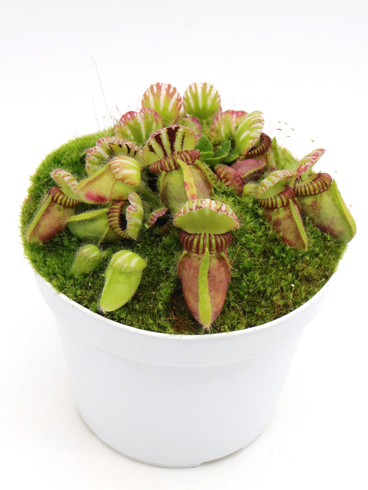 Cephalotus follicularis  Coal Mine Beach, AU