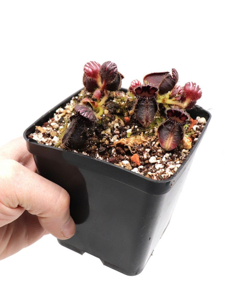 Cephalotus follicularis "Very Dark Form" Clone 21