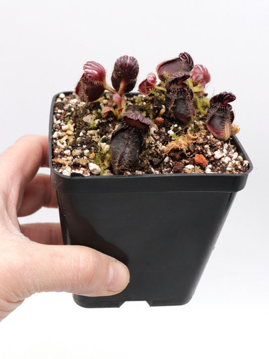 Cephalotus follicularis "Very Dark Form" Clone 21