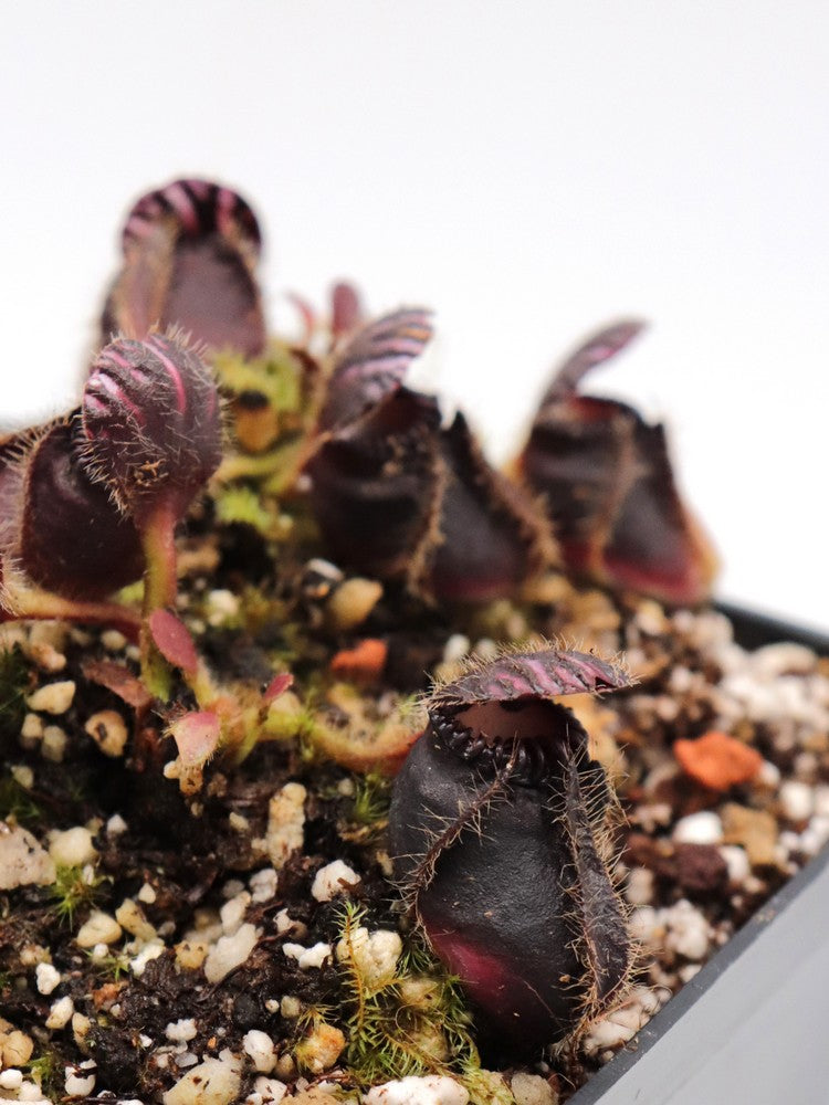 Cephalotus follicularis "Very Dark Form" Clone 21