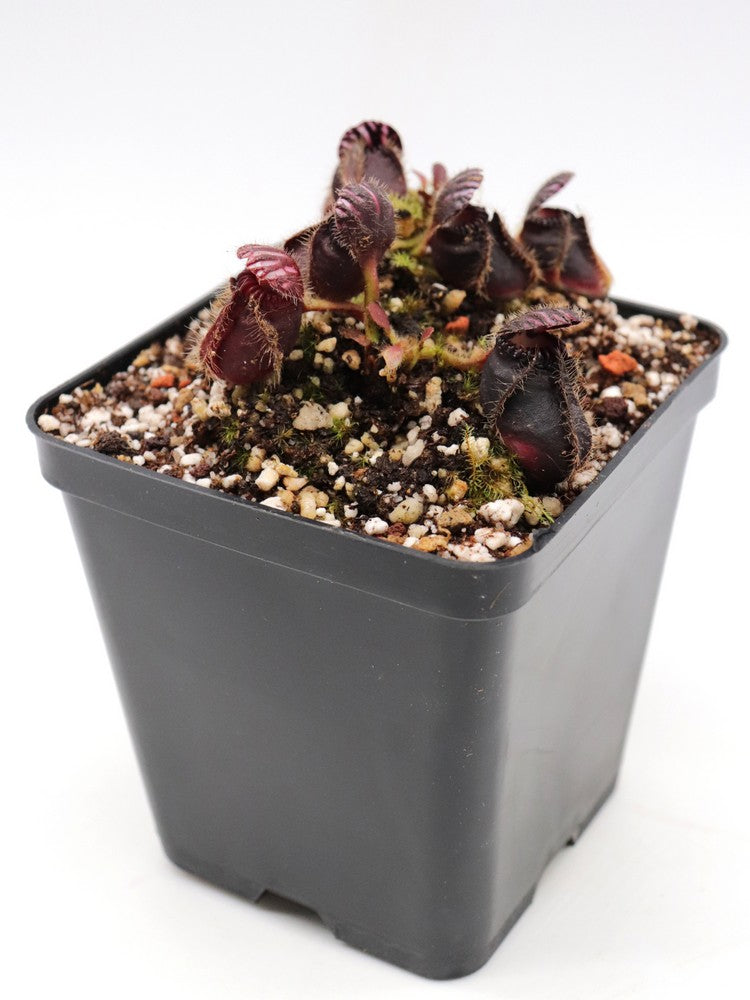 Cephalotus follicularis "Very Dark Form" Clone 21
